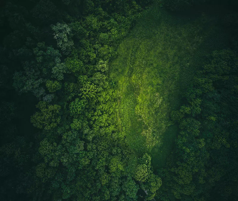 Forêt vue des airs.